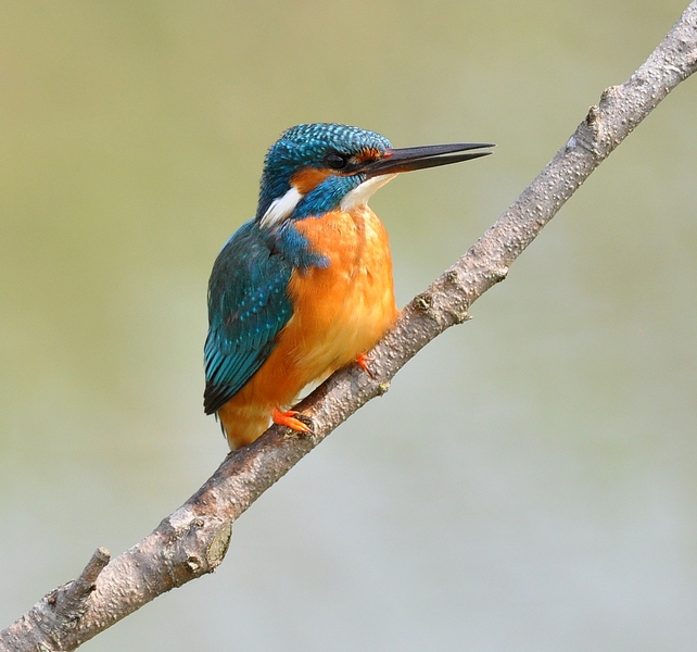 Un Martino obbediente